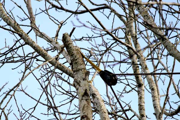 Tree Preservation Services in Portland OR Gresham Beaverton Vancouver WA Camas Battle Ground by Cascade Tree Works