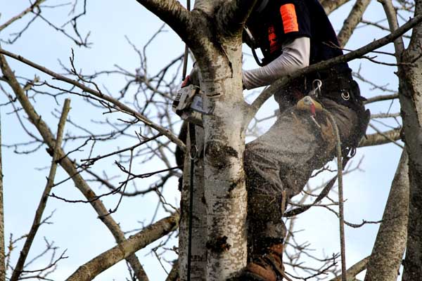 Tree Pruning Services in Portland OR Gresham Beaverton Vancouver WA Camas Battle Ground by Cascade Tree Works