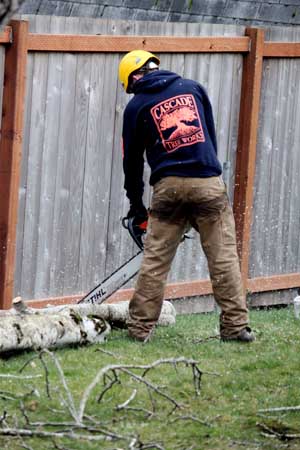 Licensed and Certified Arborists in Portland OR Gresham and Vancouver WA by Cascade Tree Works