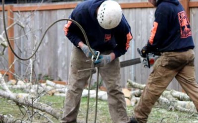 Cabling and Bracing: When It Saves a Tree Worth Keeping
