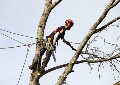 Tree Removal and Pruning Services in Vancouver WA and Portland OR by Cascade Tree Works