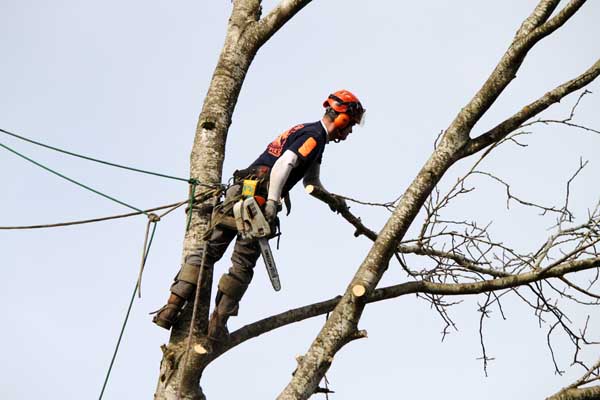 Emergency Tree Removal Services in Portland OR Gresham Beaverton Vancouver WA Camas Battle Ground by Cascade Tree Works