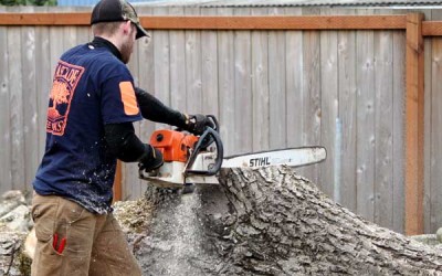 4 Steps to Hiring a Tree Service in Vancouver, WA… and 8 Questions You Should Ask First