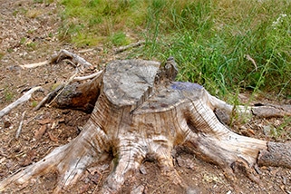 Arborist tree services offering Stump Grinding and Stump Removal in Vancouver WA