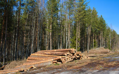 Why Fall Is the Best Time to Plant Trees in the Pacific Northwest