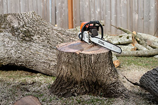 Arborist tree services offering professional tree removal services in Vancouver WA