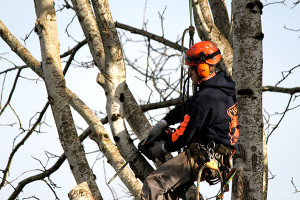 be sure to use a professional when having your trees pruned