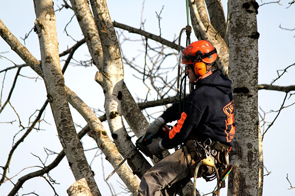 Cascade Tree Works offers Tree pruning and trimming services in Portland OR Gresham Beaverton Vancouver WA Camas Battle Ground