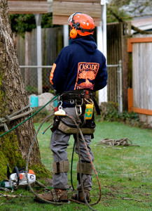 Using the highest of safety standards and latest equipment, Cascade Tree Works makes sure to get the job done right.
