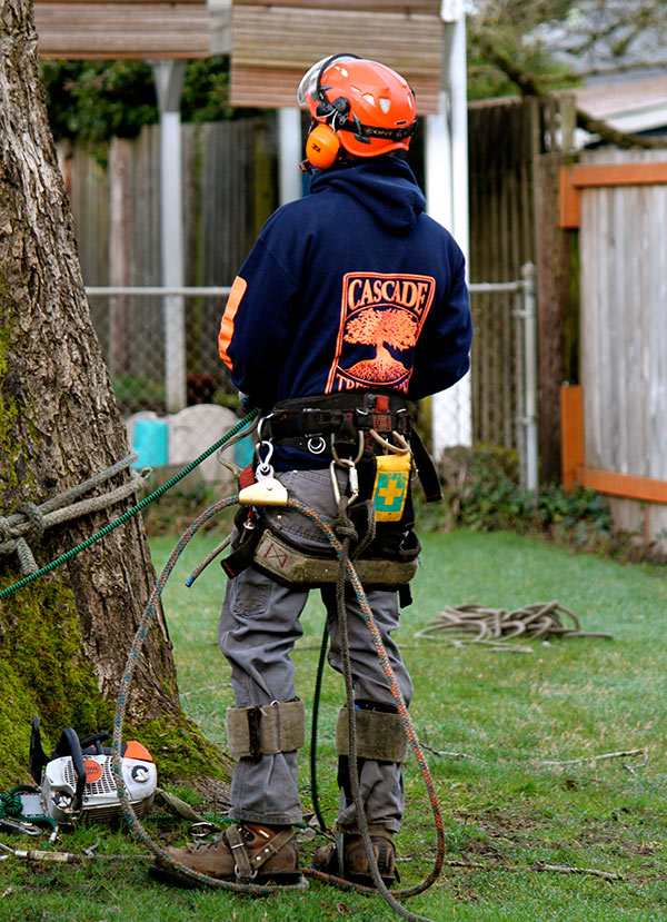 Tree Pruning Services by Cascade Tree Works serving Portland OR Gresham Beaverton Vancouver WA Camas Battle Ground