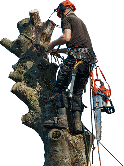 Arborist Services, Cascade Tree Works, Vancouver WA