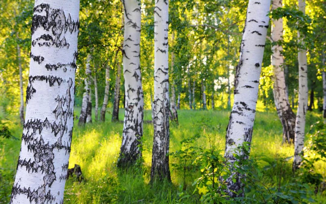 Protecting your birch tree from beetles