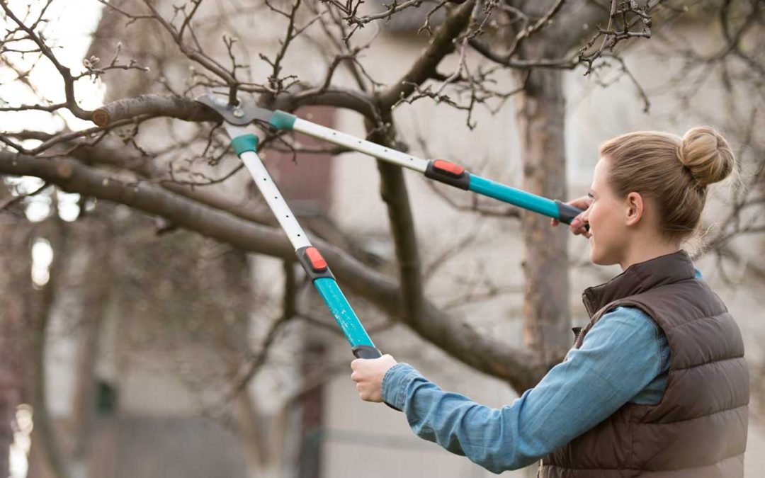 Winter is a great time to prune your trees so you will have lots of growth in the spring