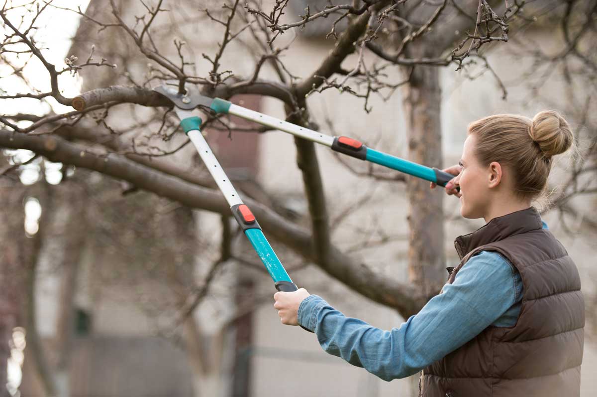 headingback Winter is a great time to prune your trees so you will have lots of growth in the spring