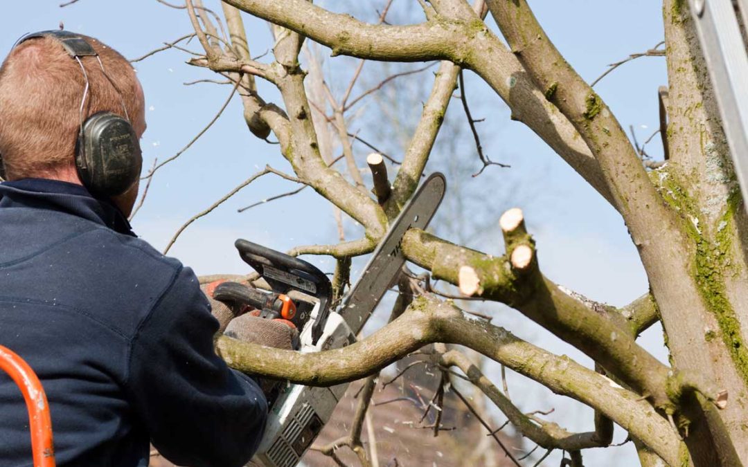 Arborist pruning a tree in Battle Ground WA