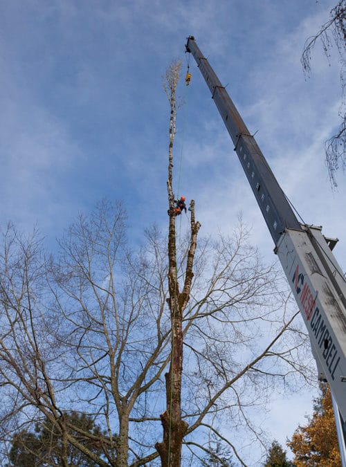 How Much Does Tree Removal Cost in Vancouver, WA?
