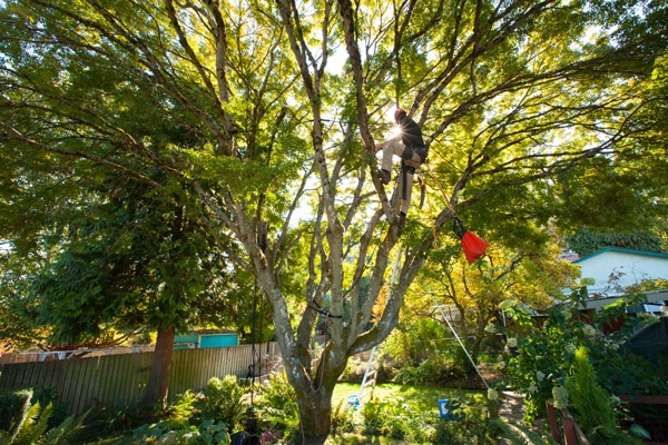 Cascade Tree Works are ISA Certified Arborists in Vancouver Washington